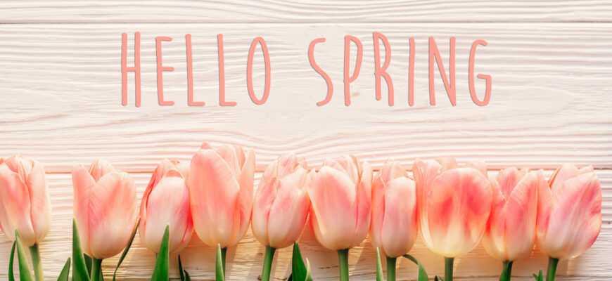 Hello,Spring,Text,Sign,,Beautiful,Pink,Tulips,On,White,Rustic